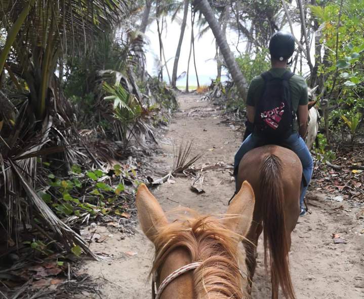 Promenade équestre Martinique