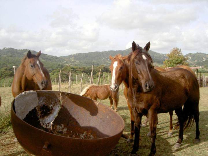 Balades équestres pour débutants Martinique
