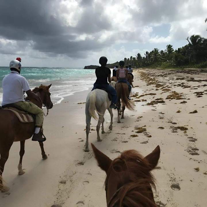 Activités équestres Martinique