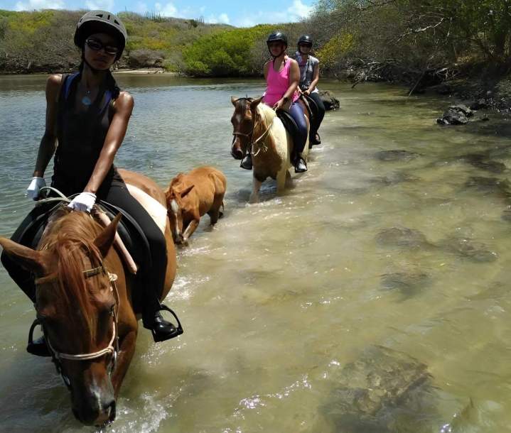 Organisation de randonnées à cheval Martinique