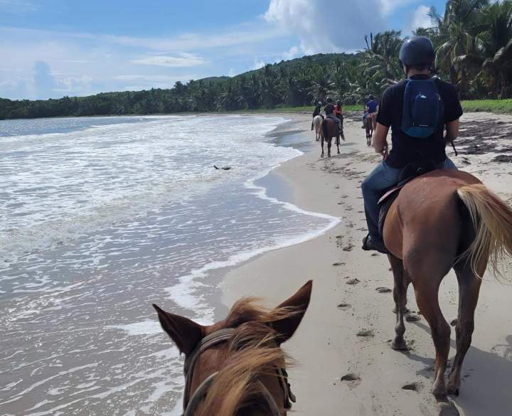 Randonnée équestre Martinique