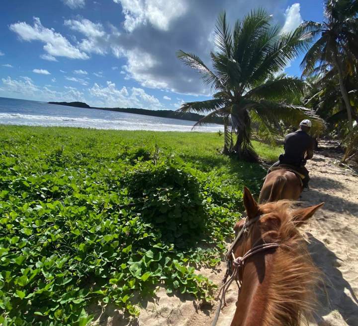 Randonnée équestre Martinique