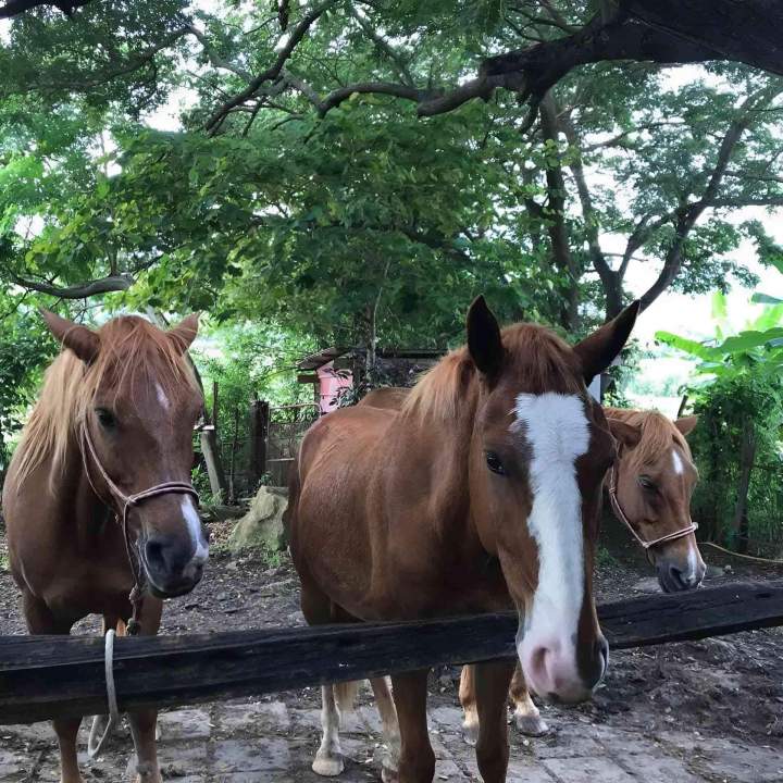 Centre équestres Martinique